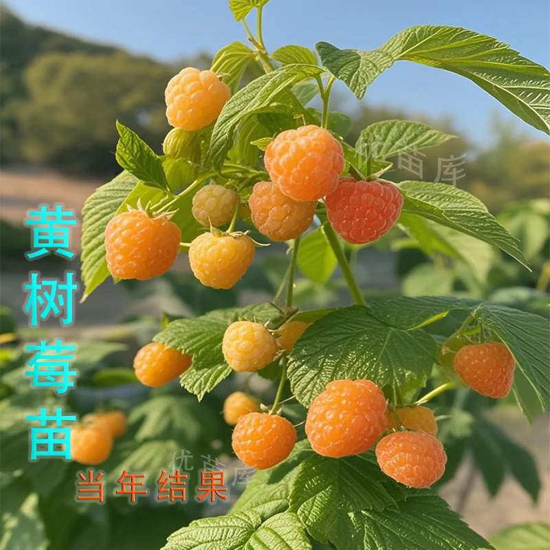 金秋黄树莓树苗 当年结果树莓果苗南北方栽种阳台黄树莓盆栽水果
