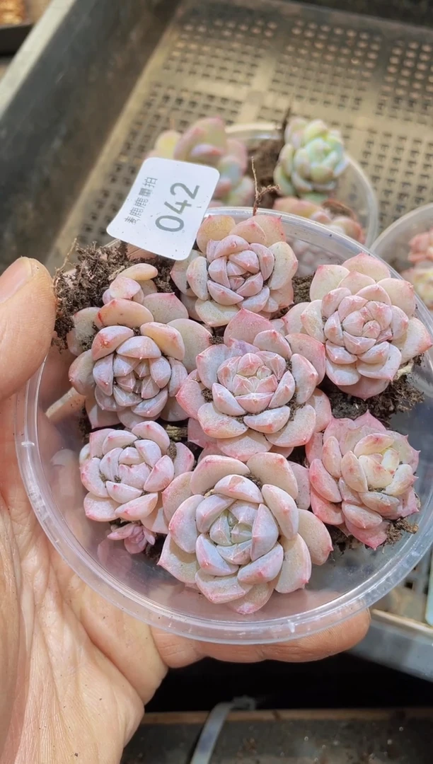 【闪购商品】042粉钻量拍1盒