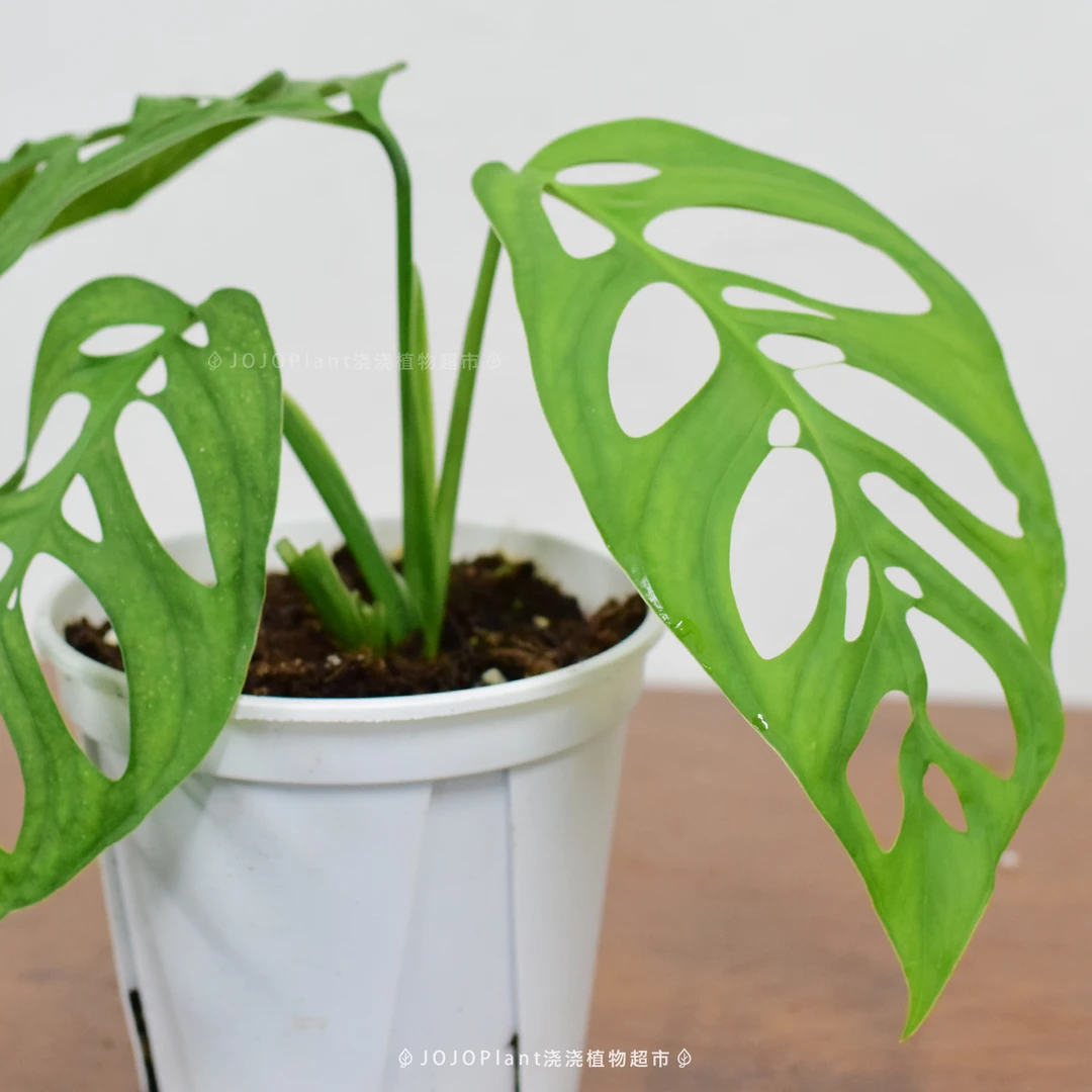 ME巨洞龟背竹 稀奇爬藤热植室内好养盆栽耐阴通风绿植 浇浇植物