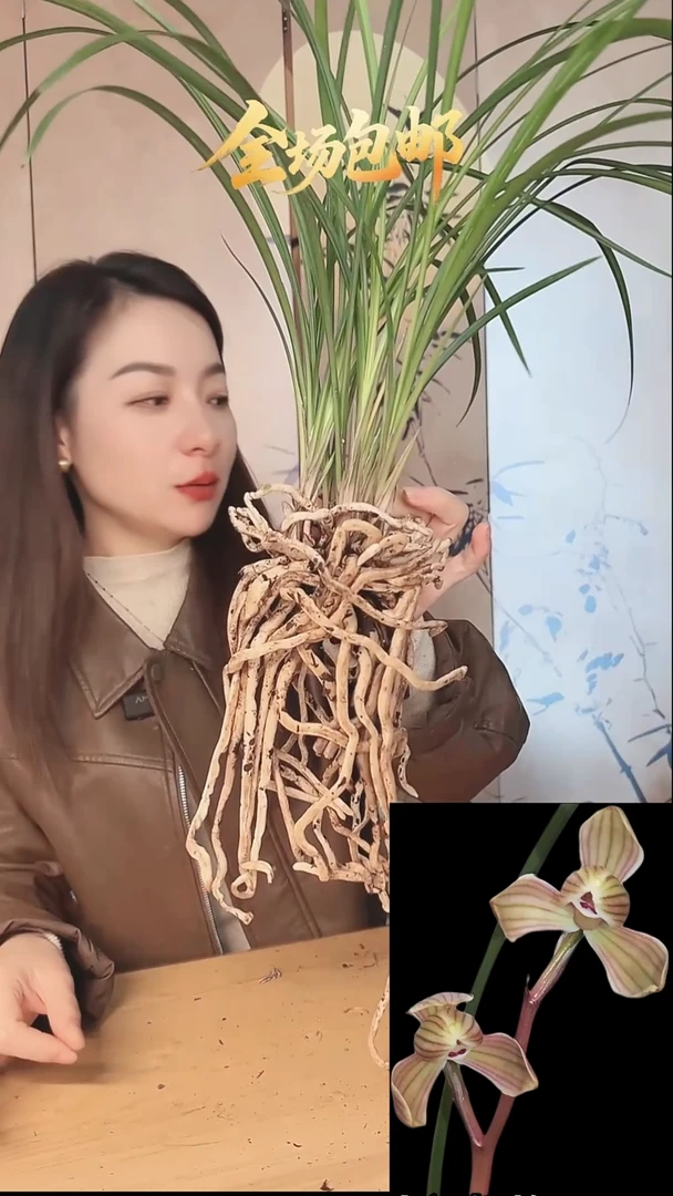 当前无花栽培后可以开花：长脚梅