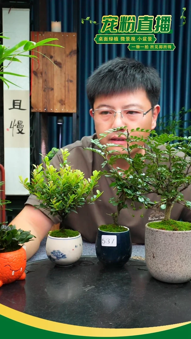 无花朵人*味苔藓微景观537号