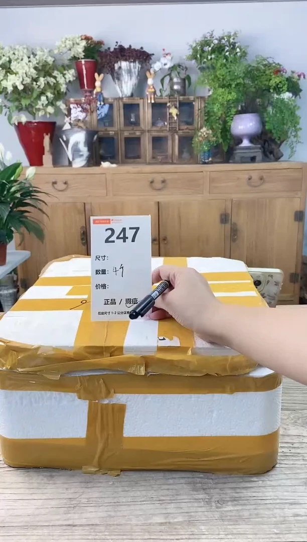 小玩子花盆直播号247