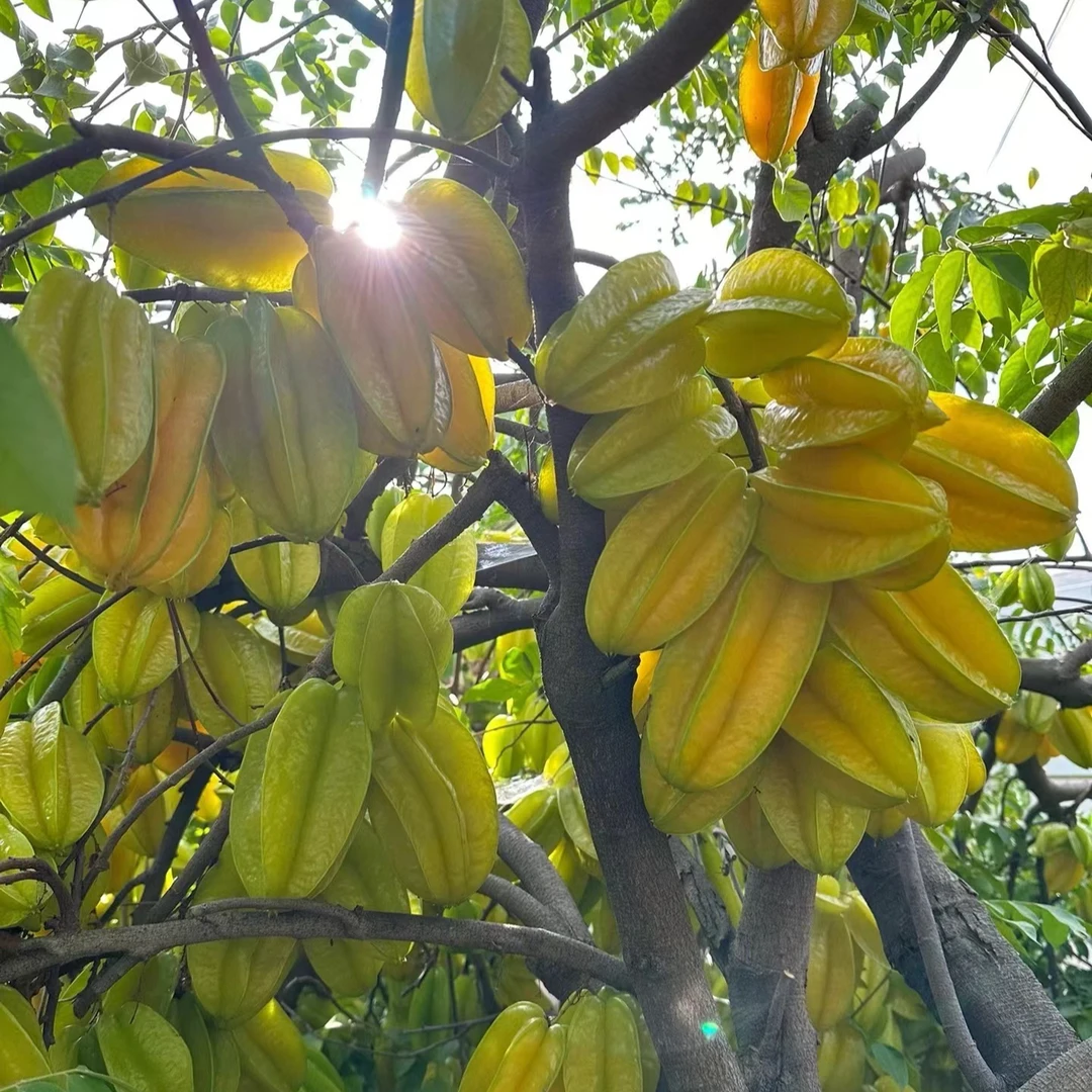 树上熟杨桃（两枚装）