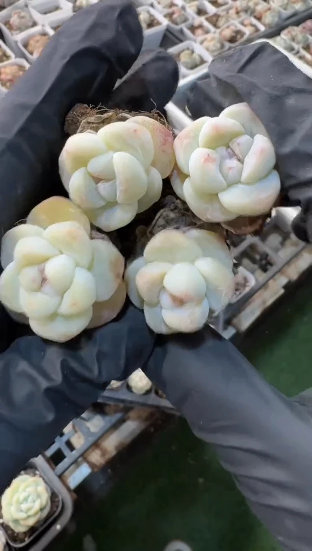 【闪购商品】01号到手9棵--江北一物一拍