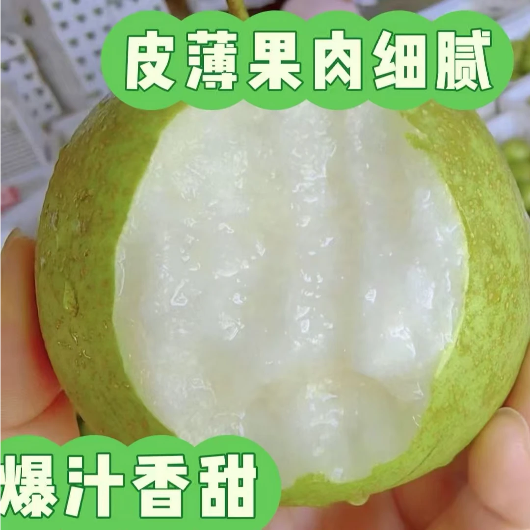 湖北襄阳翠冠蜜梨解渴降火水果新鲜采摘爆汁香甜5斤装礼盒装包邮