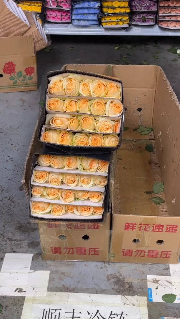 香槟  4扎