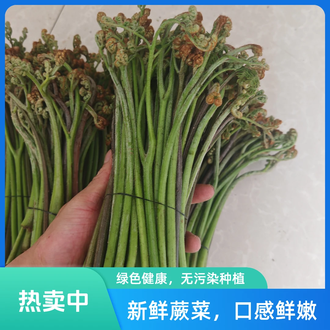 贵州新鲜甜蕨菜龙爪菜当季山野菜凉拌下饭菜蔬菜
