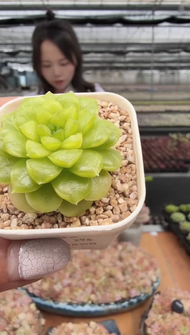 东云多肉园新款-296