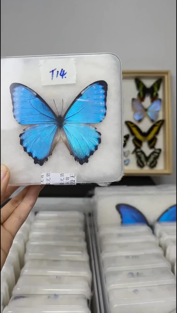 展翅品一图一物编号T14