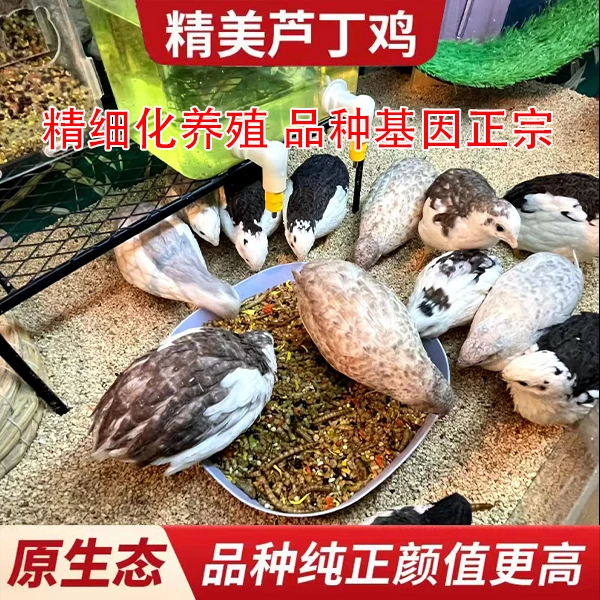 精品全色系芦丁鸡活体宠物青年鸡成年鸡产蛋鸡阳台萌宠【顺丰包邮】