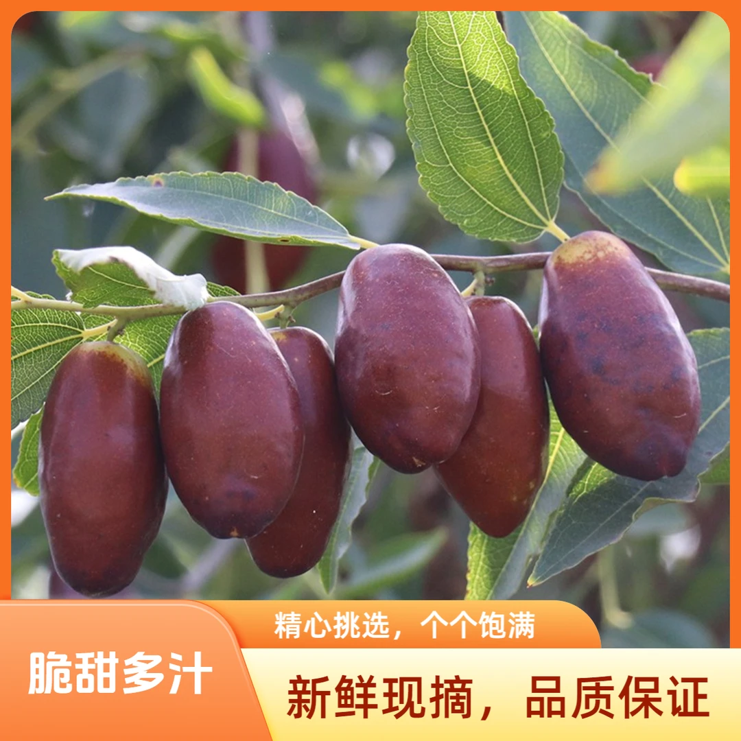 【脆甜小果】正宗宁夏灵武长枣大枣红枣马牙枣脆甜多汁新鲜水果
