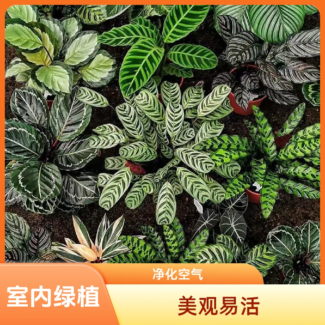 室内绿植热植网红植物各种竹芋桌面绿植绿植盆景半阴植物甜心