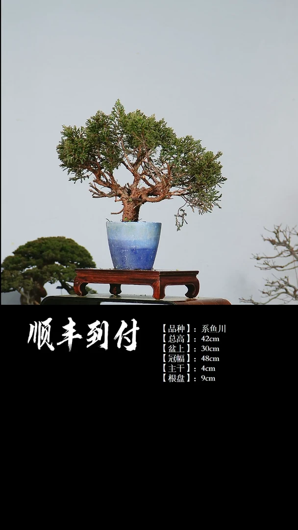 【闪购商品】1z255  系鱼川 不包邮