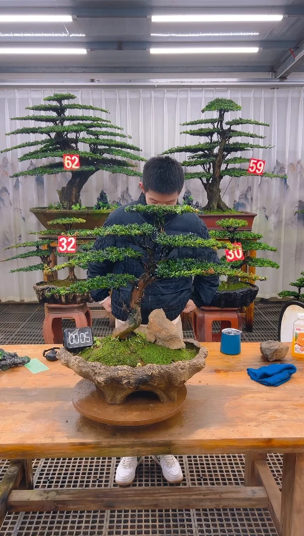 无花朵精品盆景直播间一物一拍