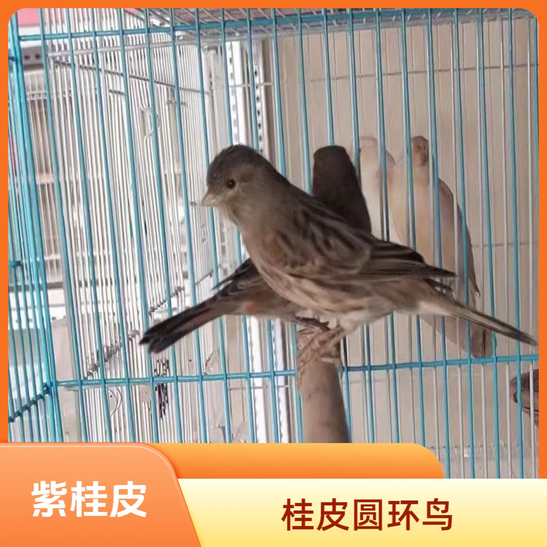 靓宠异族宠物活体鸟 桂皮圆环子代鸟 京东顺丰发