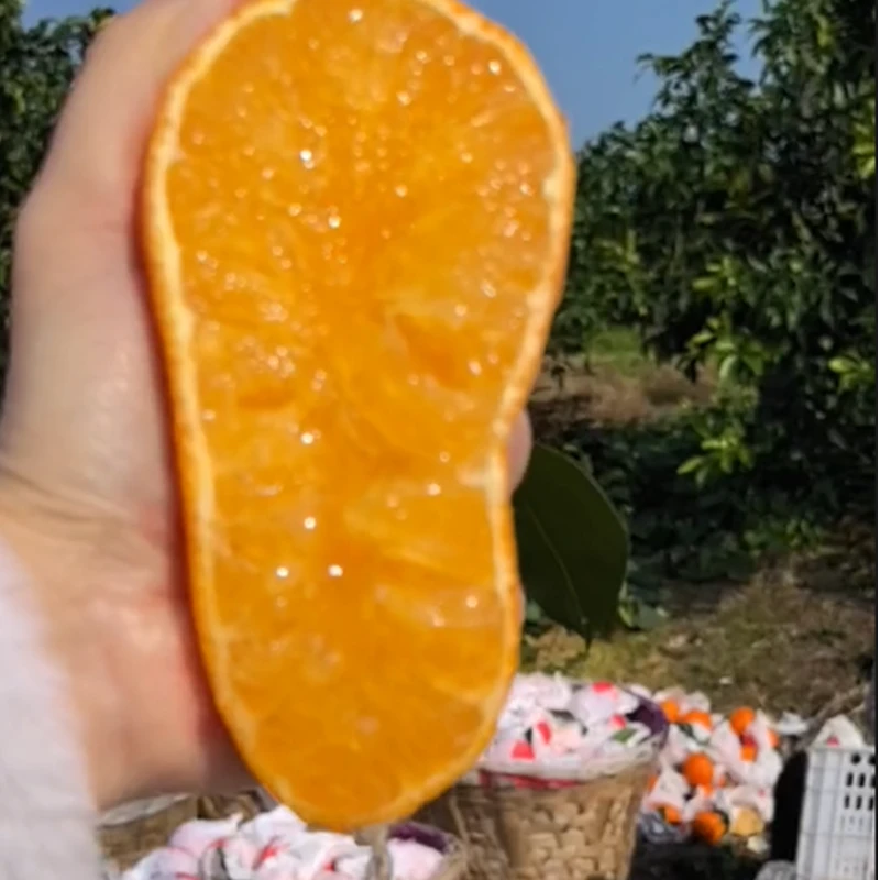 [大全彩虹专属]四川爱媛38号果冻橙产地直发现摘先发