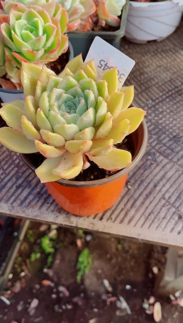 用****0跃跃精品多肉30045