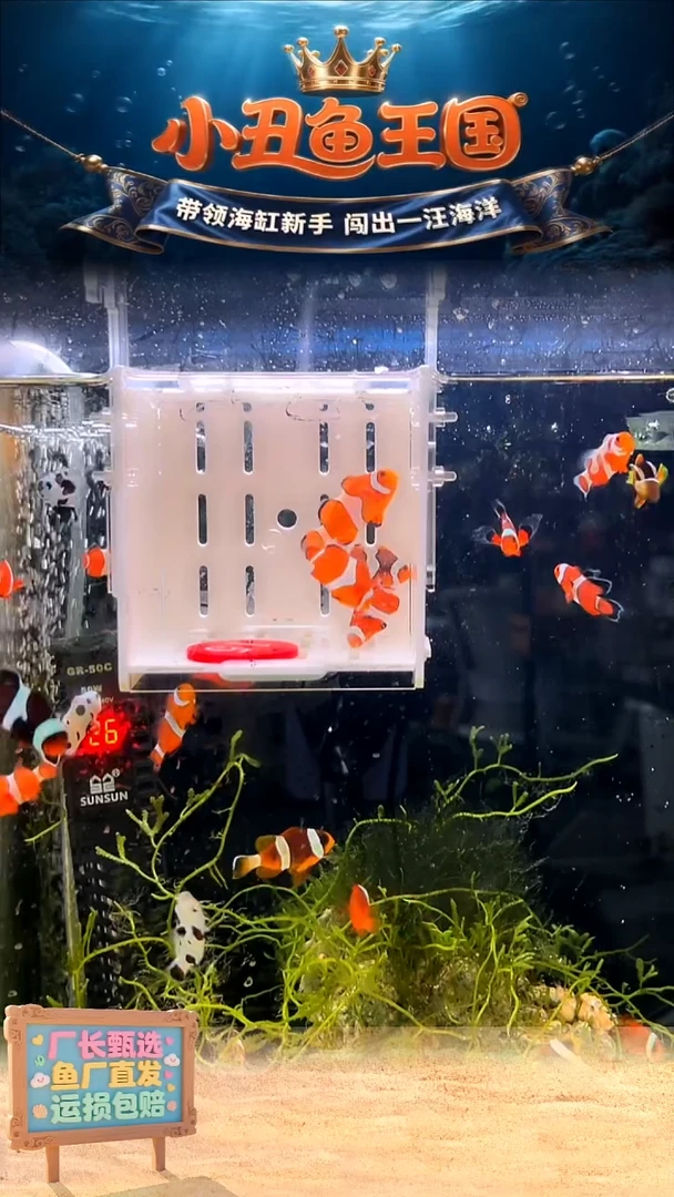 海水15号盒子两只3.5-4一只3-3.5瑕疵