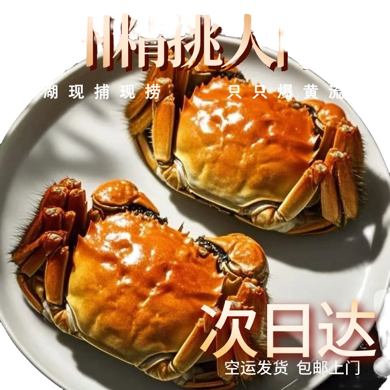 【活蟹】苏州大闸蟹精挑蟹全母蟹3.1-2.8两顺丰京东空运送货上门8/10只金标蟹包邮江苏苏州大闸蟹河蟹