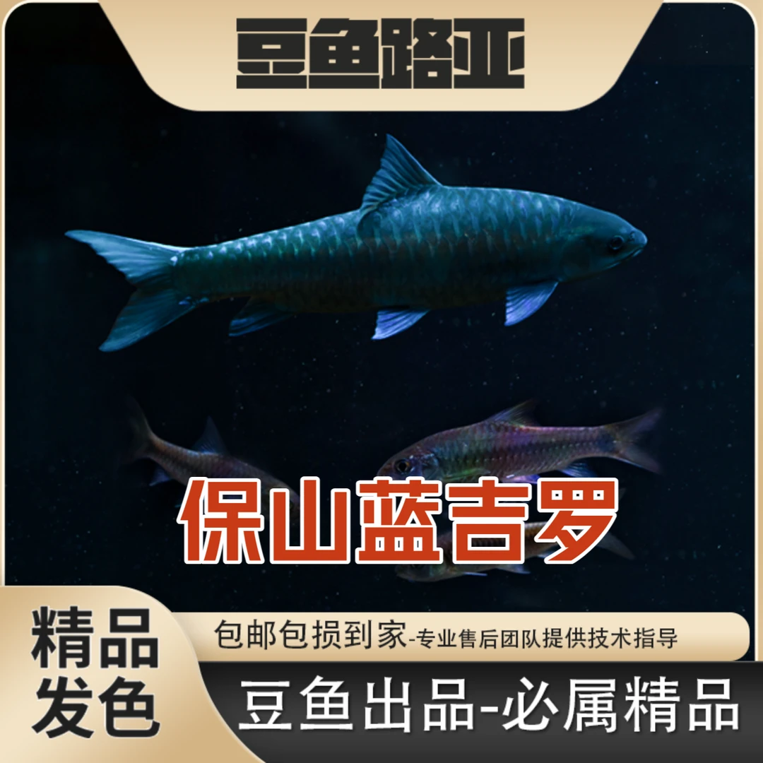 【清水河保山】蓝吉罗鱼苗原生鱼蓝吉罗观赏鱼豆爸包邮包损保野保真