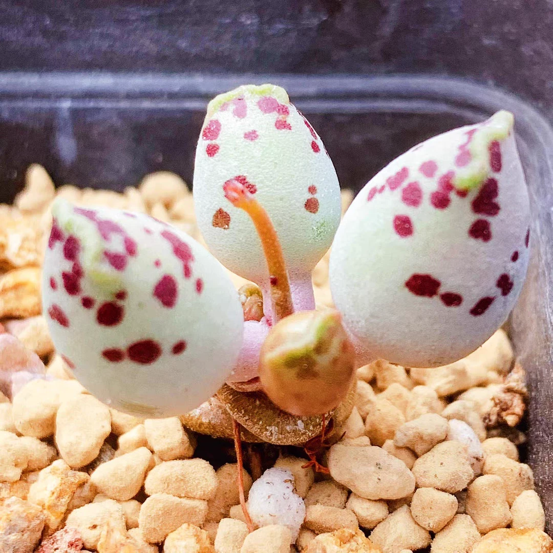 稀有贵货  小型植物 高端水泡海豹一颗裸根2厘米左右