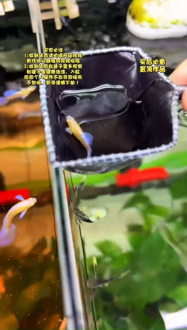 孔雀鱼无怨孔雀鱼