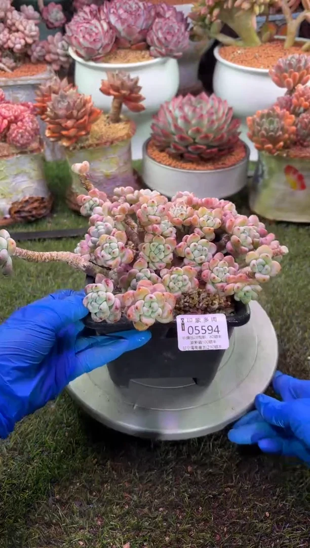 【闪购商品】05594