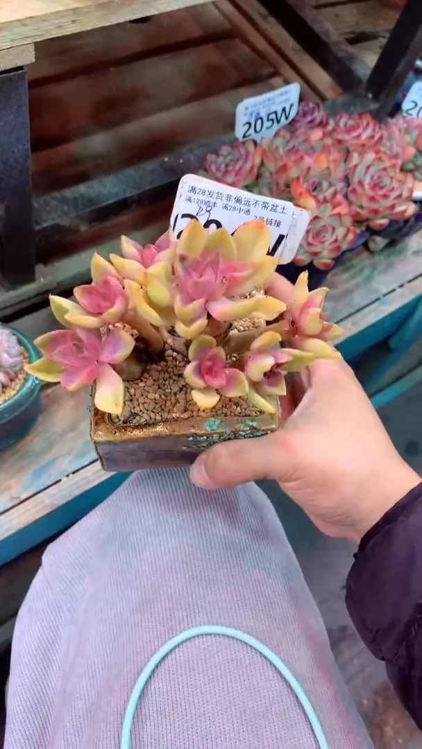 204W（一物一拍实付满28发货，默认不带盆土）