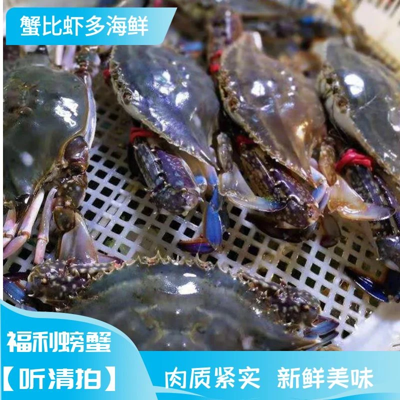 3 斤螃蟹福利款 3-5 两/只 【保鲜不保活】