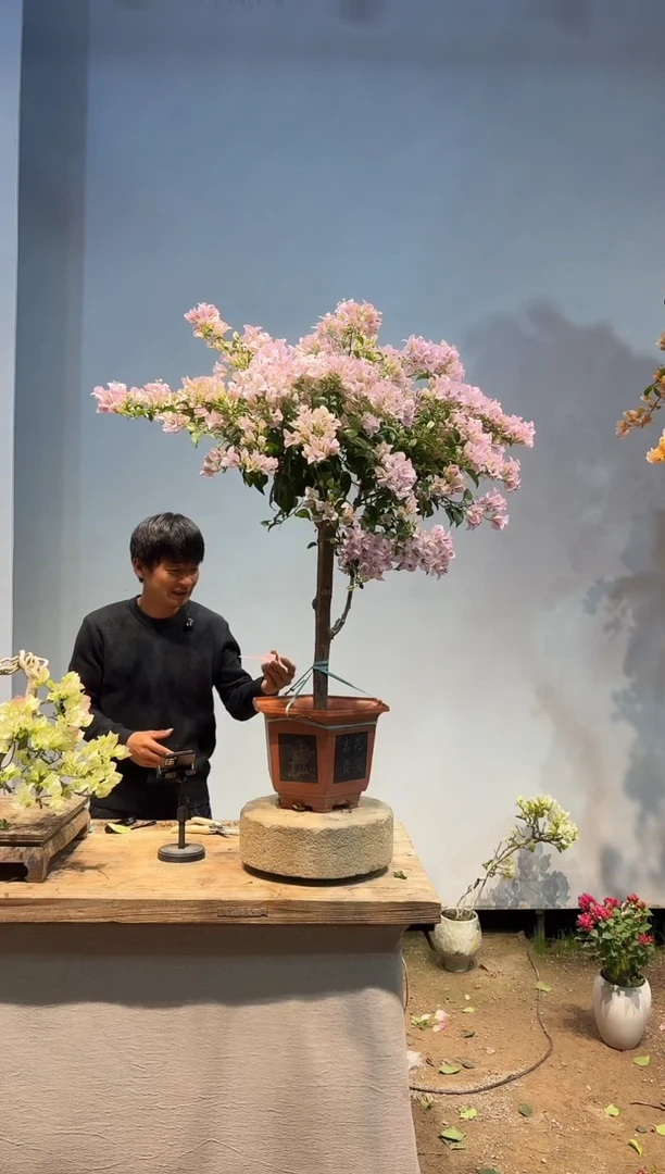 以实际为准钢****蕾三角梅41