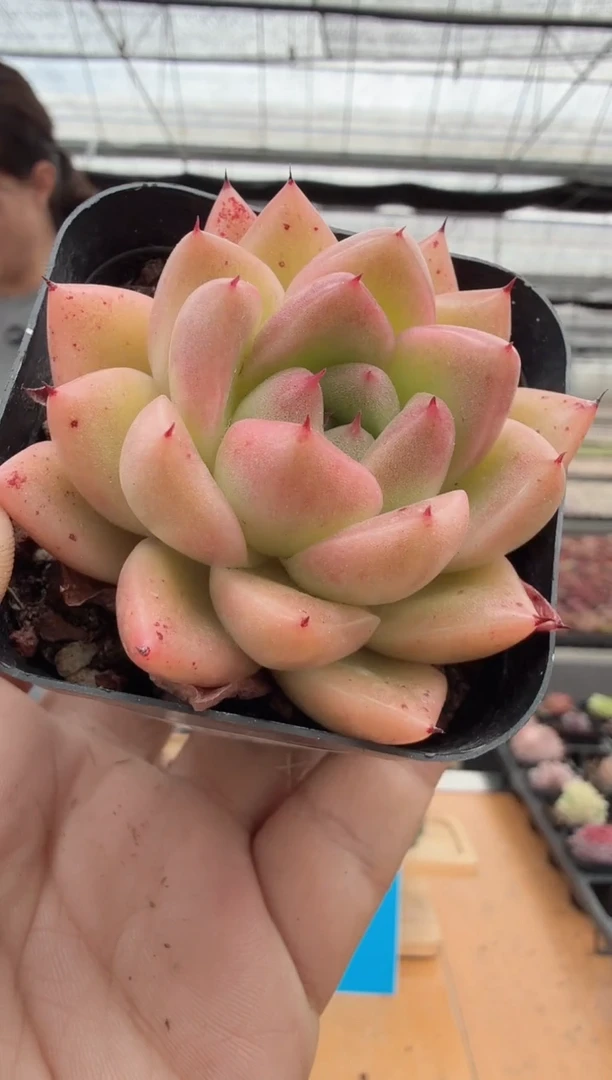 东云多肉园二店-248