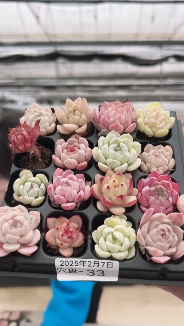 【闪购商品】穴盘-33