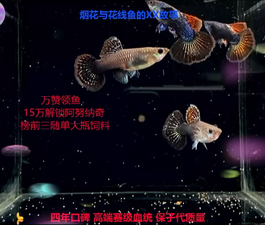 孔雀鱼花线红龙压成高端体验1对加备损