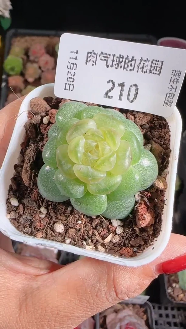 1120-210流光群生不包整