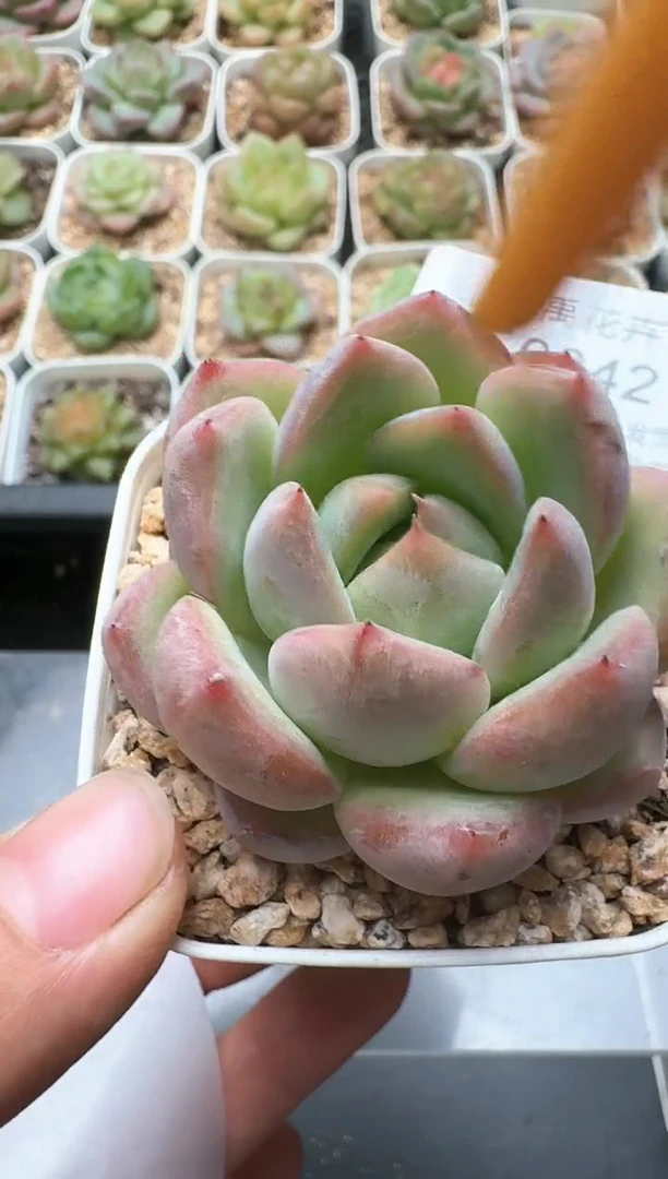 042E云禹多肉植物 带盆土纸巾打包 3颗包邮
