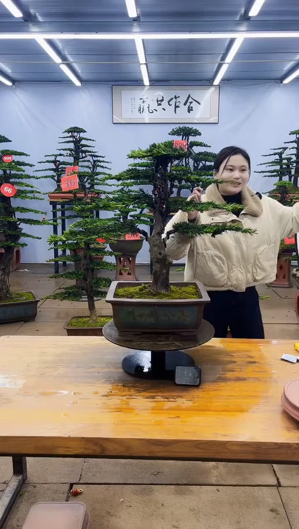 【闪购商品】高端盆景一物一拍，所见即所得