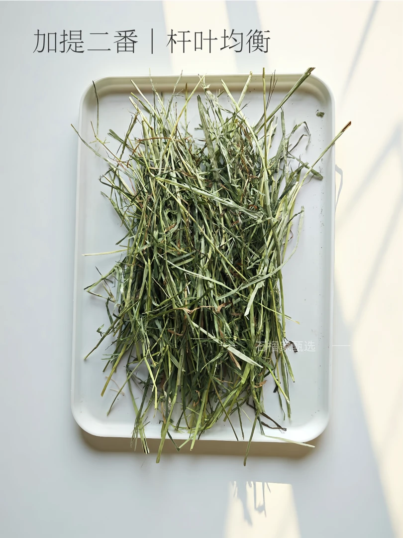 进口晒干提摩西草加提美提|兔子荷兰猪龙猫主草