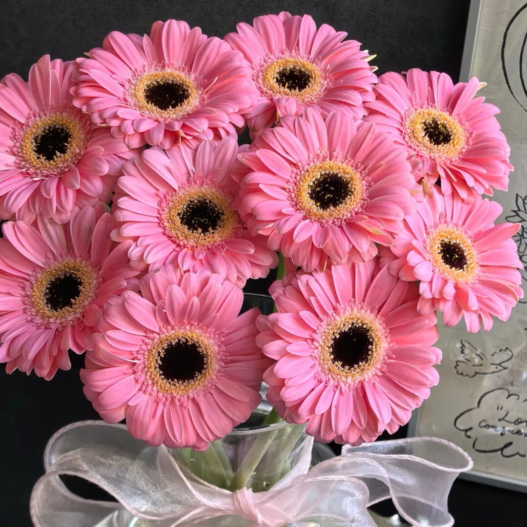 【云舍花卉】【佩斯莉】非洲菊20支全场任意满两单及以上鲜花包邮发货