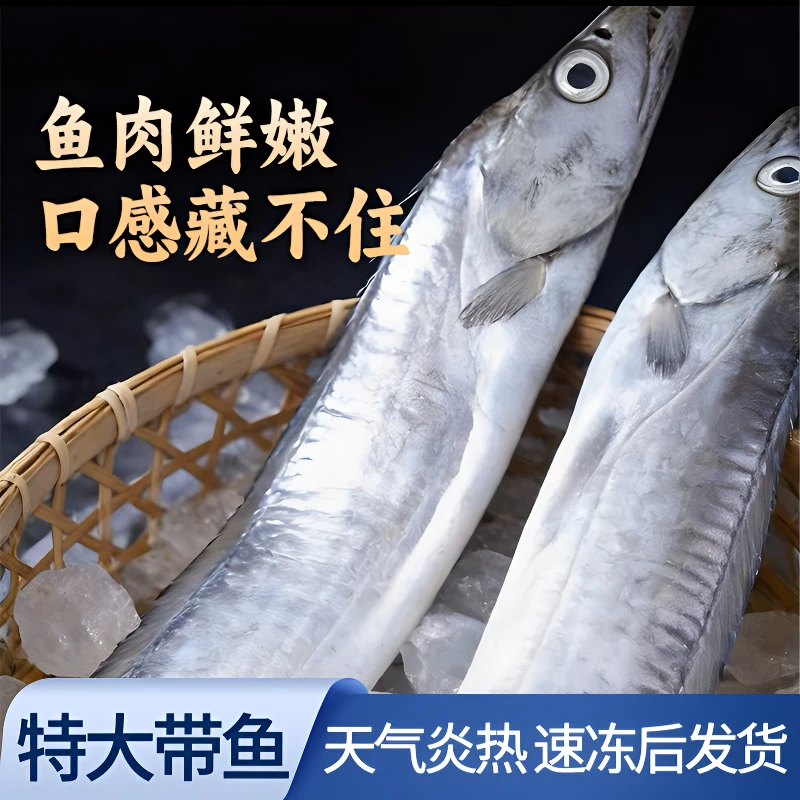 新鲜小眼东海油带鱼整条深海鱼 天气炎热急冻发货8-10两/
