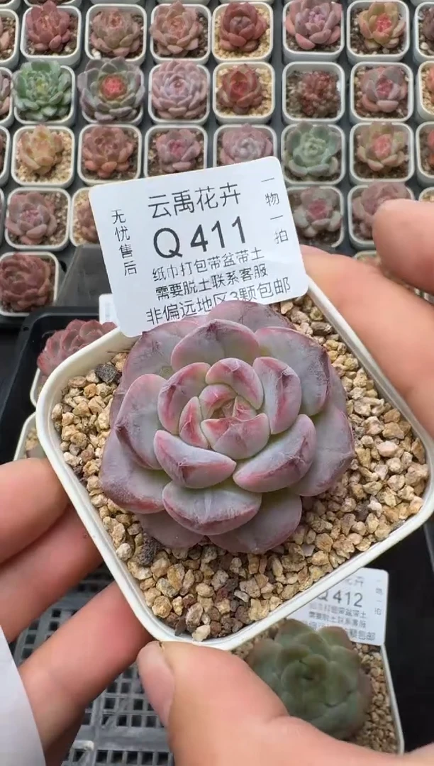 411Q (6.5cm杯）一物一拍 当场直播满3颗包邮