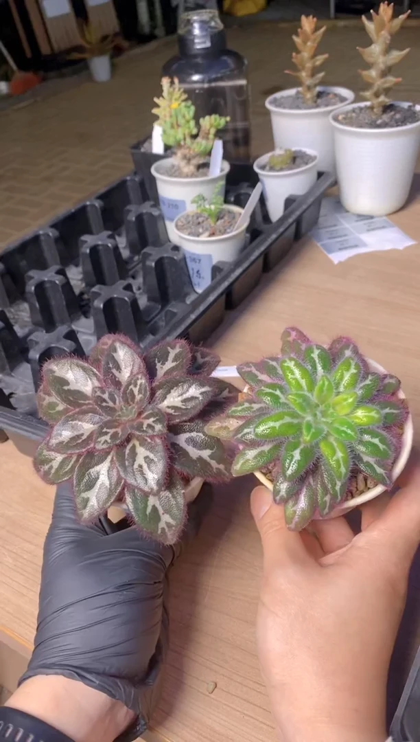 【闪购商品】中越红毛苦苣苔FB-1330+1331