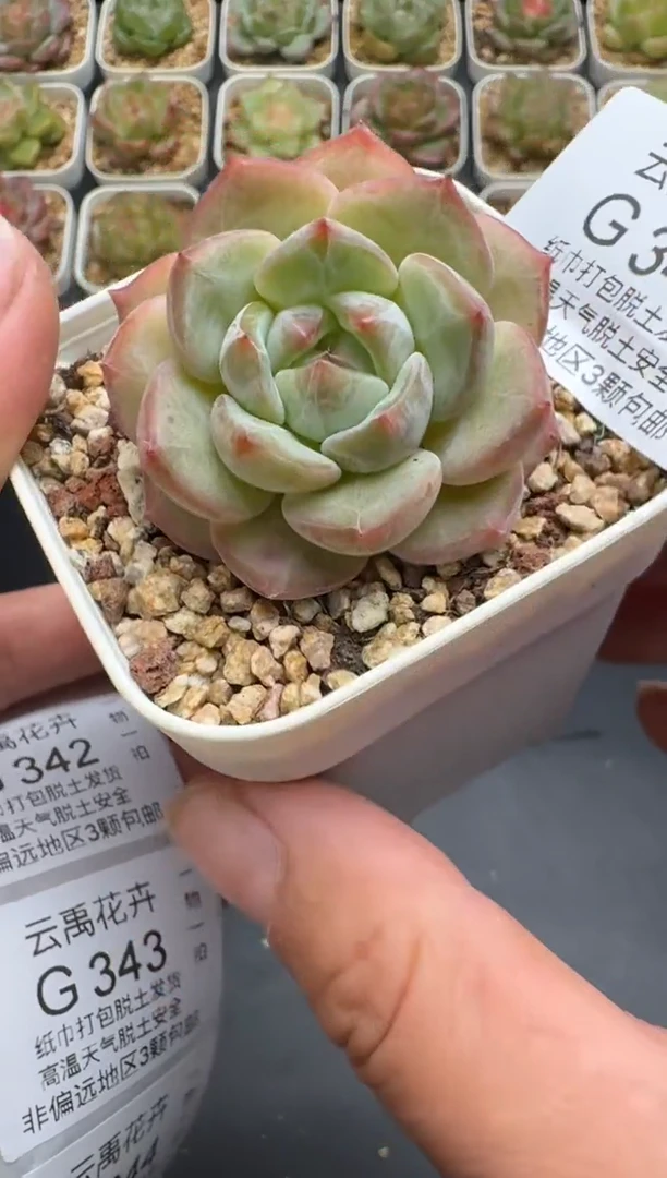 341G云禹多肉植物 脱土纸巾打包 3颗包邮