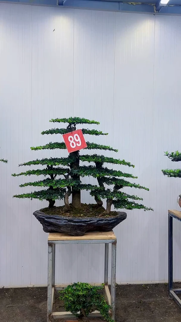 无花朵一物一拍，所见即所得