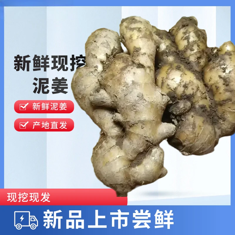 山东窖藏大黄姜新鲜泥姜生姜大块炒菜用姜辛辣味浓可储存老姜