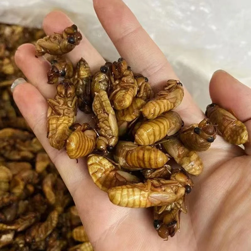 2025年新鲜出土云南雪山蝉【顺丰包邮】