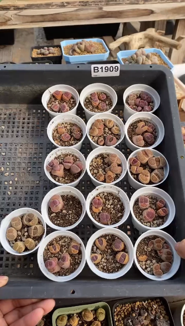 【闪购商品】1909直播一物一拍