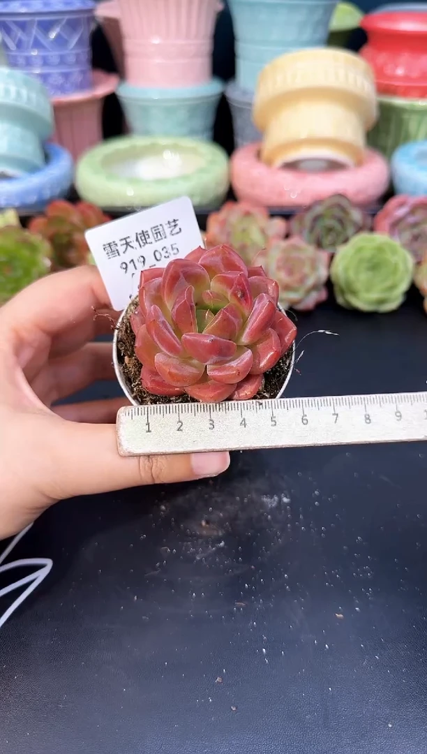 919-035青山（冠幅5cm）