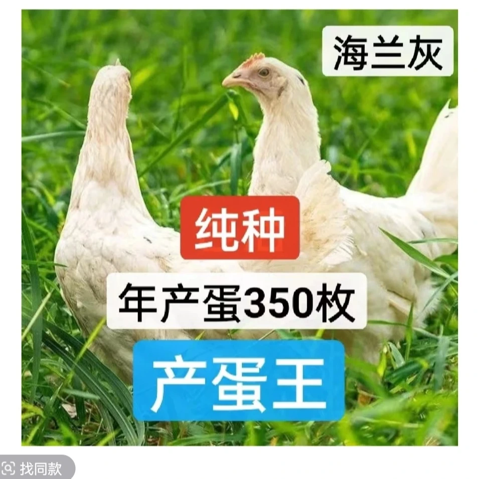 正宗散养土鸡海兰灰青年鸡包邮到家宠物鸡八只