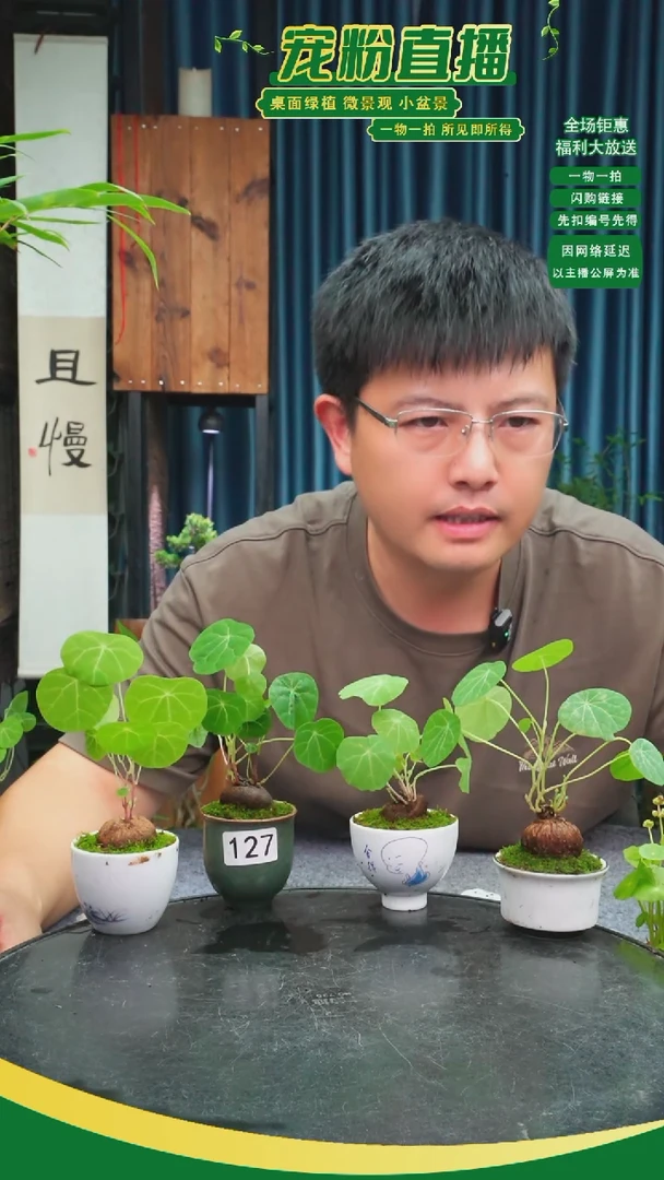 无花朵A**y苔藓微景观127号