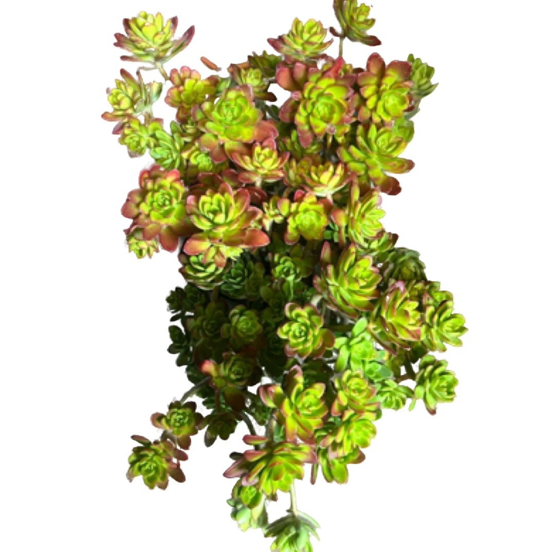 （清扬）整装老桩飘枝盆栽盆景多肉